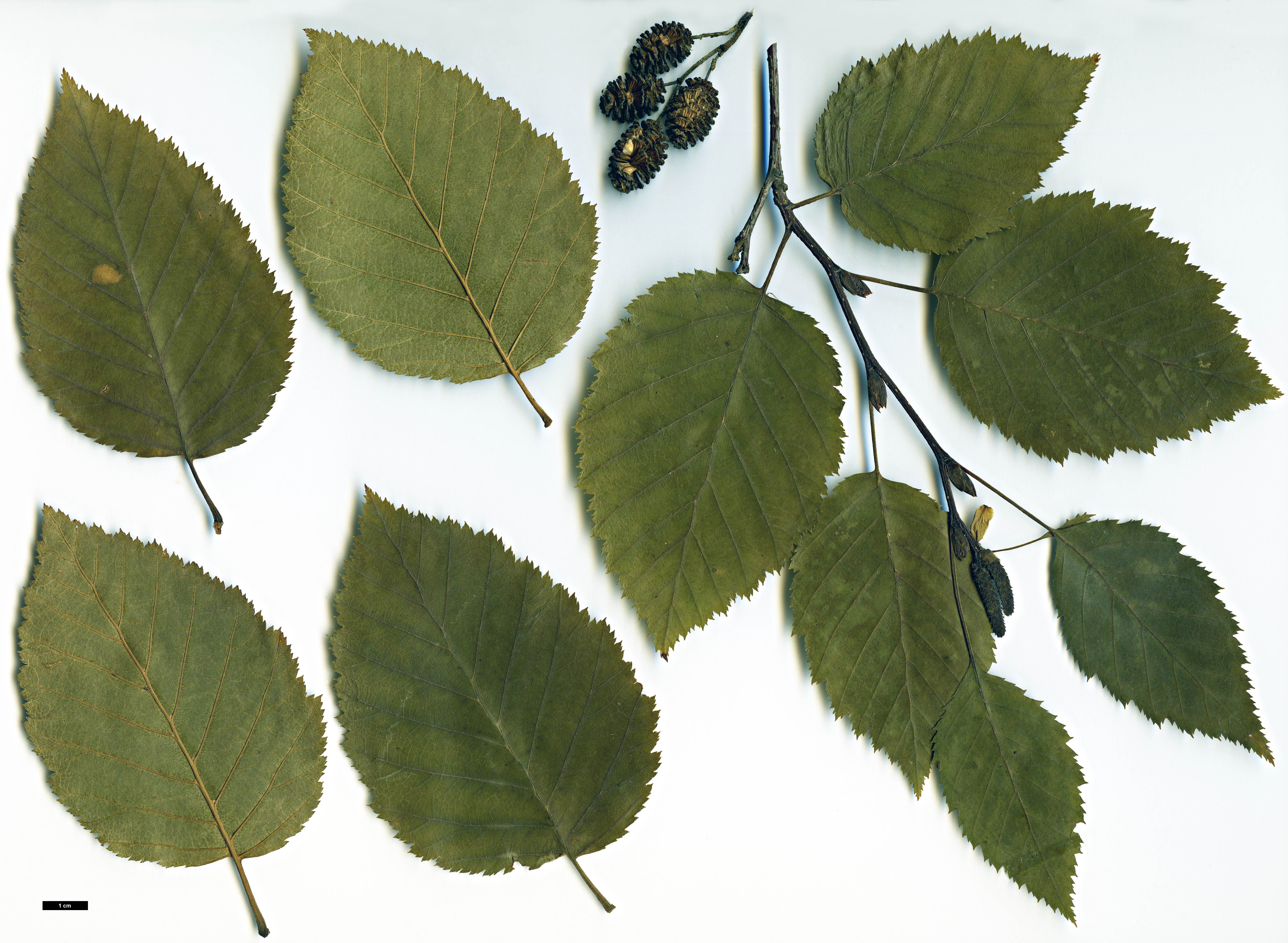 High resolution image: Family: Betulaceae - Genus: Alnus - Taxon: alnobetula - SpeciesSub: subsp. sinuata